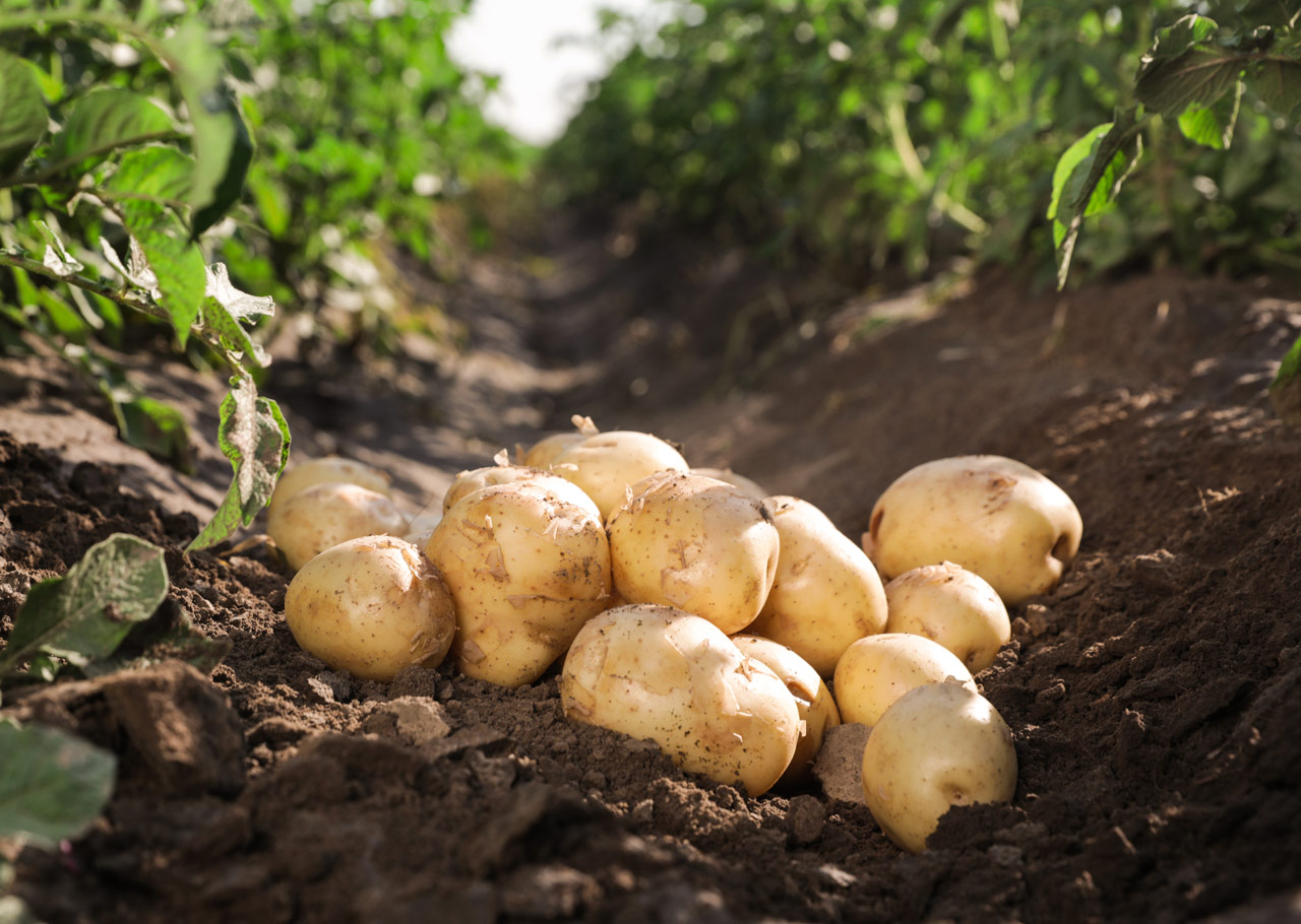 Aardappelen | Van Eigen Kweek